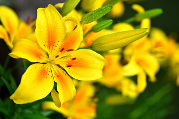 黄色いユリの花