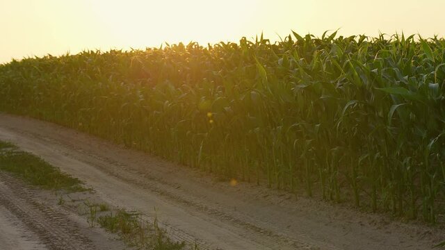 4k stock video footage of scenic panorama of sunset green corn field with dirt rural road and back evening sunlight