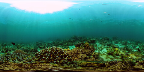 Soft and hard corals. Underwater fish garden reef. Reef coral scene. Philippines. Virtual Reality 360.