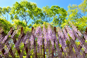 満開に咲く藤沢新林公園の藤棚