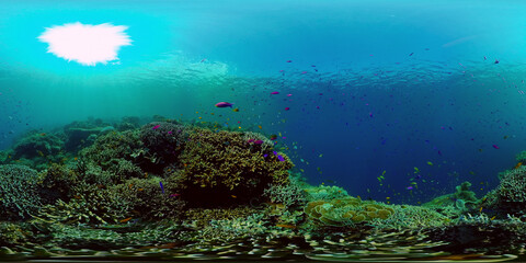Fototapeta na wymiar Colourful tropical coral reef. Tropical coral reef. Underwater fishes and corals. Philippines. Virtual Reality 360.