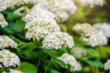 White hydrangea blooms in summer in the city Park
