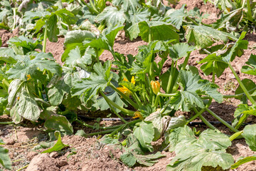Growing zucchini in garden beds