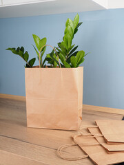 A plant Zamioculcas in a kraft bag on the kitchen table.