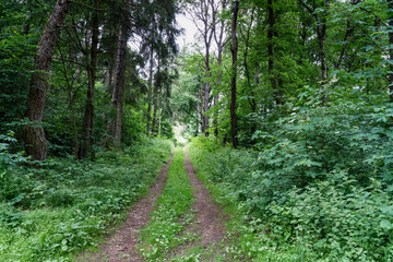 Waldweg