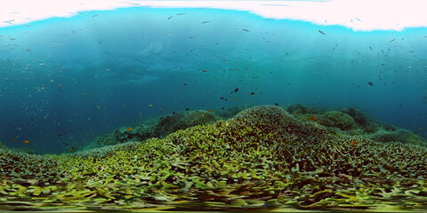 Fototapeta na wymiar Tropical Blue Water Colorful Fishes. Tropical underwater sea fish. Philippines. Virtual Reality 360.
