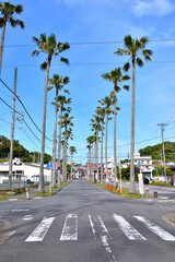 逗子マリーナを囲む椰子の木並木