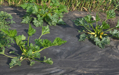 a lot of pumpkin and watermelon plants grow in the vegetable garden, which have a black foil...