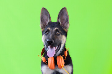 Dog german shepherd puppy in headphones, light green isolated background. The concept of pets...