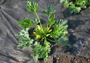 a lot of pumpkin and watermelon plants grow in the vegetable garden, which have a black foil...