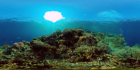 Tropical coral reef and fishes underwater. Hard and soft corals. Philippines. Virtual Reality 360.