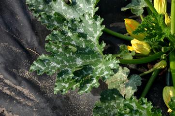 a lot of pumpkin and watermelon plants grow in the vegetable garden, which have a black foil...