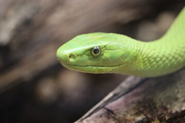 beautiful dangerous snake silent stealth reptile venom