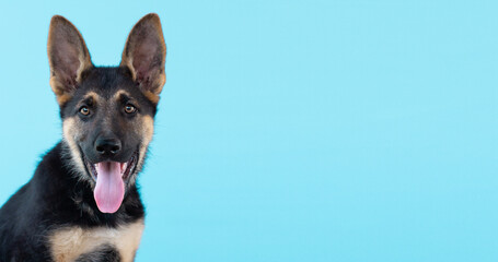 Dog german shepherd puppy light blue isolated background.