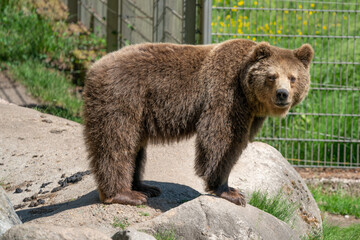 Obraz premium Bär auf Stein