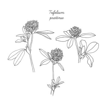 The Red clover. Botanical sketch. Hand drawn vector Illustration.