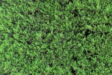 Texture, background or pattern of green leaves. Pine needles. Wall hedges (cypress, juniper)