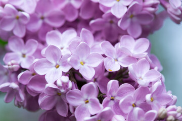 Lilac flowers. Beautiful spring background of flowering lilac. Selective soft focus, shallow depth of field. Blurred image, spring background.