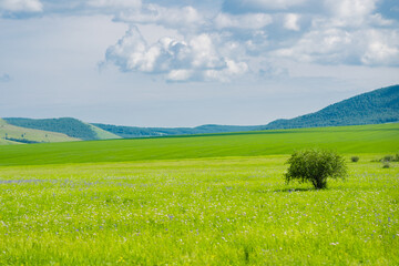 Fototapeta premium The summer landscape at Hulunbuir grassland, Inner Mongolia, China.