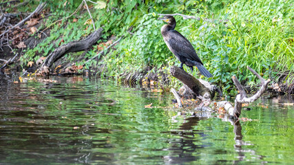 Naklejka premium heron in the Dordogne river