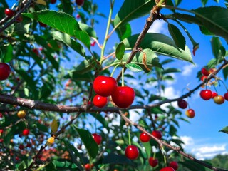 Red cherries in a tree