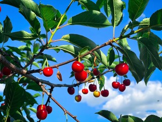 Ripe cherries in a tree 