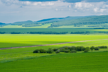 The forest and big grassland in Hulunbuir, Inner Mongolia, China.
