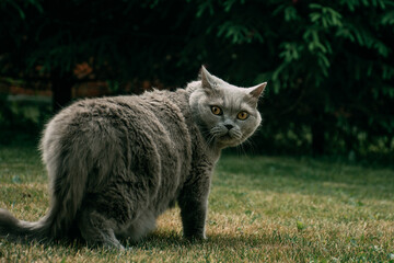 Naklejka na ściany i meble a British cat walks in nature, on the street in a harness