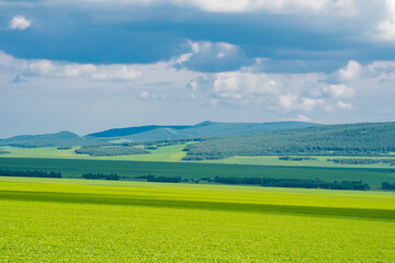 The forest and big grassland in Hulunbuir, Inner Mongolia, China.