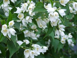 delicate jasmine blooms in the garden in spring with white flowers