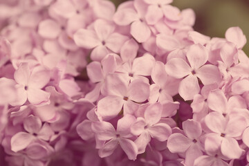 Lilac flowers. Beautiful spring background of flowering lilac. Selective soft focus, shallow depth of field. Blurred image, spring background.