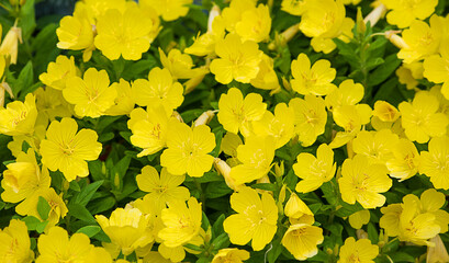 Abstract summer background of small yellow flowers