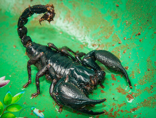 A large clawed scorpion, green body, with a curved tail, ready to sting venom.