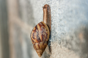 Big brown snail Climb up on a brick wall