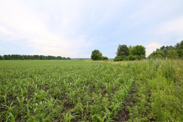 Fototapeta na wymiar Country landscape in summer, in June.