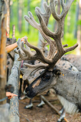 The reindeers in the forest of Greater Khingan Range, China, summer time.