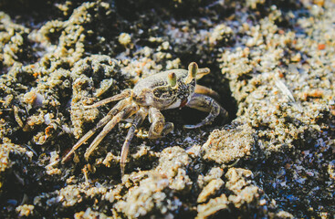 big crab dig holes to live on the beach in thailand Take very close-up shots