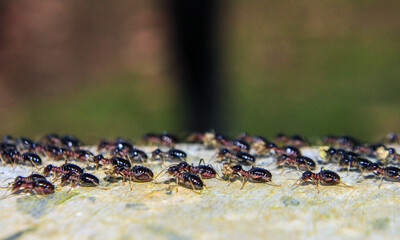 large swarm of black ants has a red character walk in line for work