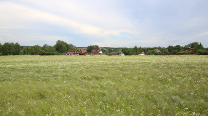 Country landscape in summer, in June.