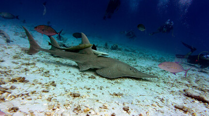 Guitar Ray on the sandy bottom. Amazing underwater world of the Maldives.