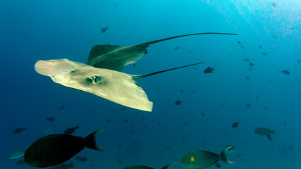 Fototapeta premium Natural aquarium in the Maldives. Diving with the big manta rays. Stay under water of sea animals