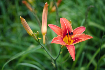 orange lily flower on a summer morning