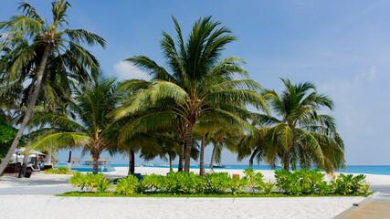 A tropical island. Tropical palm trees on a luxurious beach. Summer picture, stunning view of the beach.