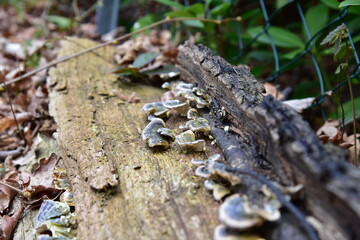 Pilze auf Baumrinde