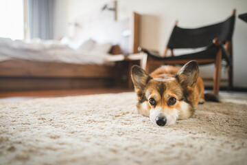 Welsh corgi pembroke dog laying down and sleeping on a carpet in a hotel room
