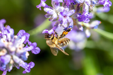 Biene auf der Nektarsuche in farbenprächtigen Lavendelblüten