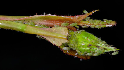 Aphids are small sap-sucking insects and members of the superfamily Aphidoidea. Common names include greenfly and blackfly, although individuals within a species can vary widely in color..