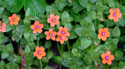 Anagallis arvensis, commonly known as the scarlet pimpernel, red pimpernel, red chickweed, poor...