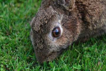 Rabbits are small mammals in the family Leporidae of the order Lagomorpha. Oryctolagus cuniculus...