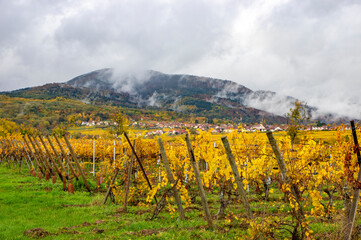 Fototapeta premium Vignoble en automne